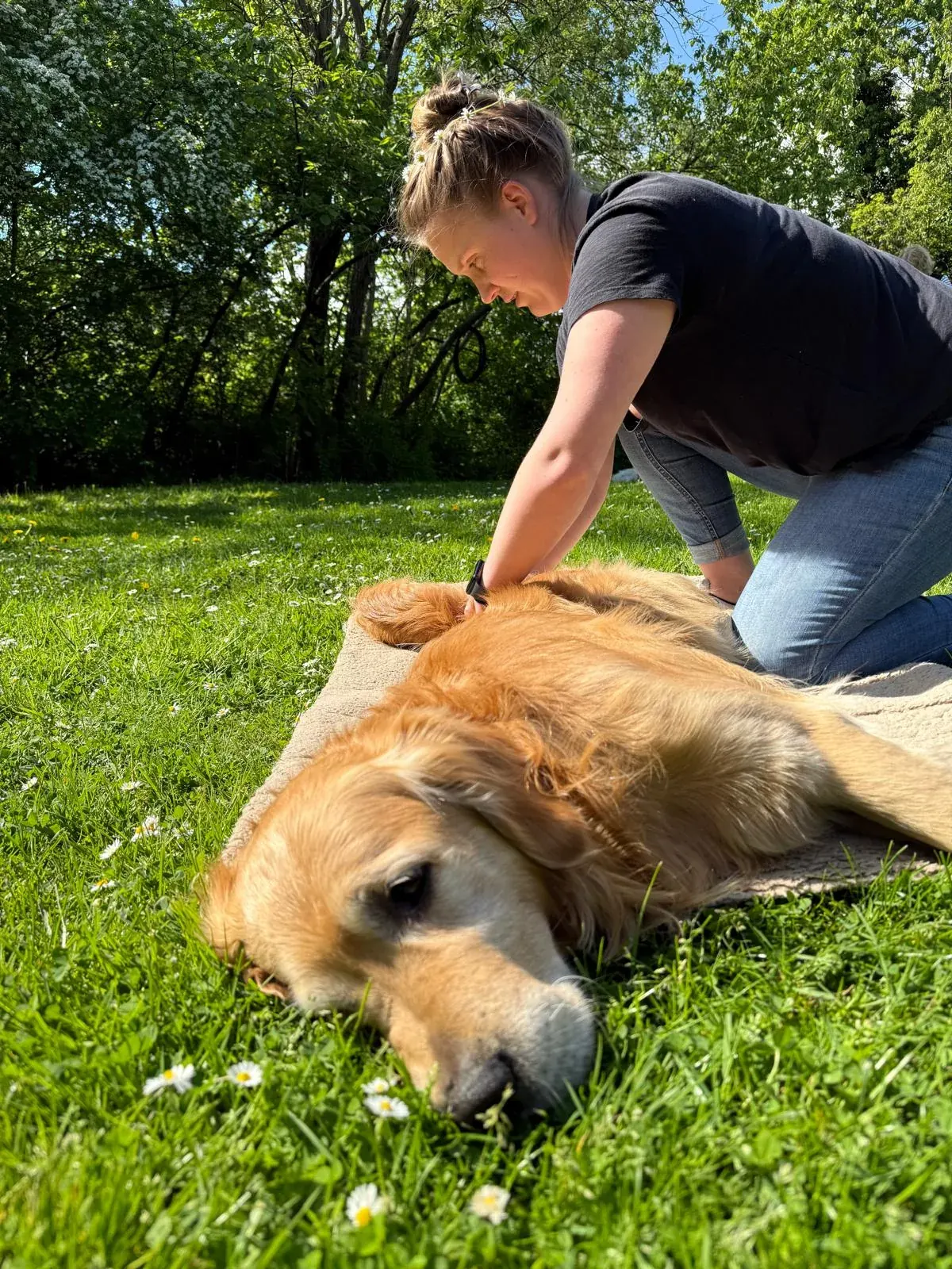 Annika Konert behandelt einen entspannten Golden Retriever im Freien